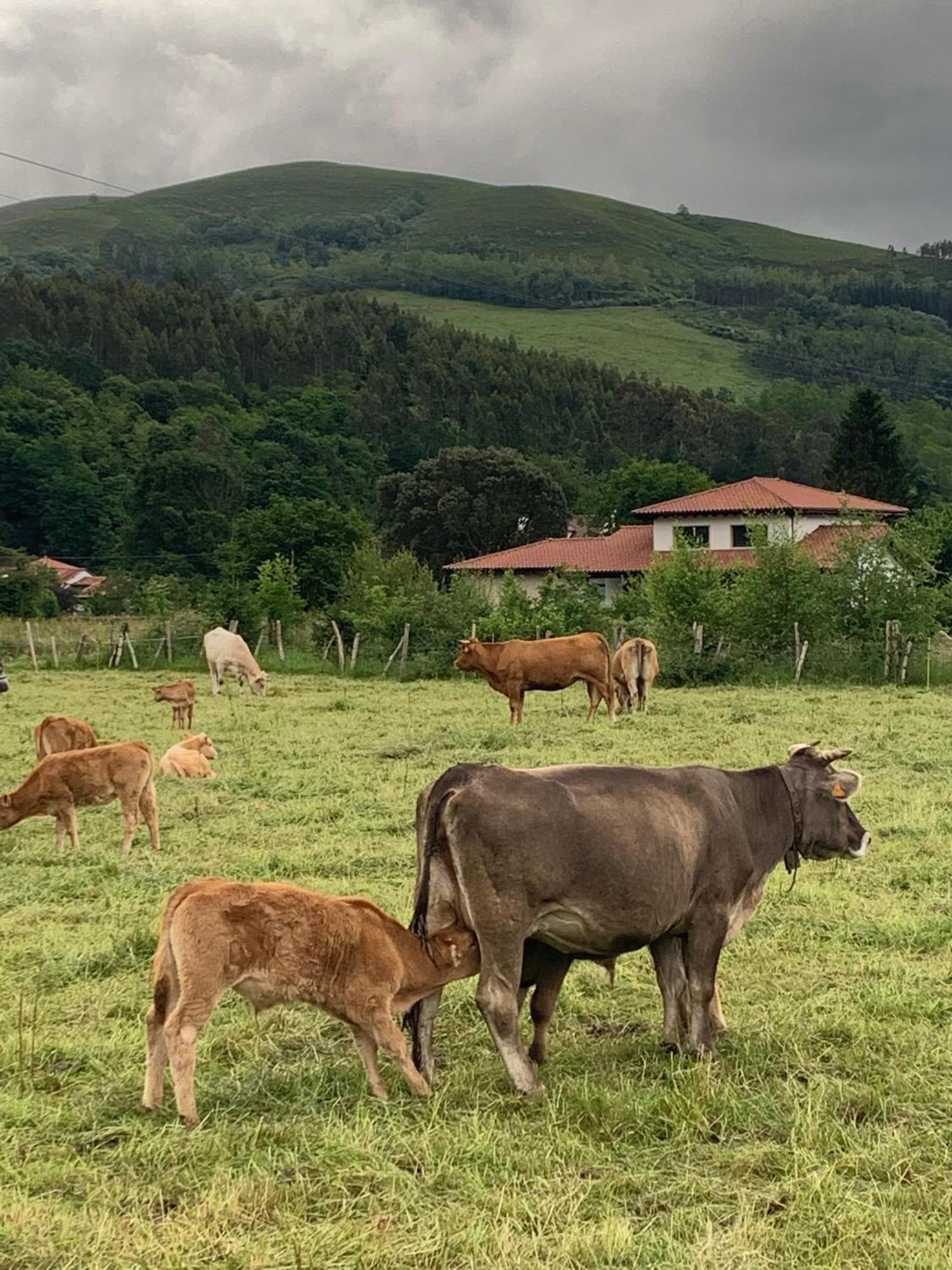 Molino de Renedo a orillas del río Saja Renedo De Cabuerniga Exterior foto